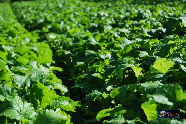 campo di broccoli.JPG